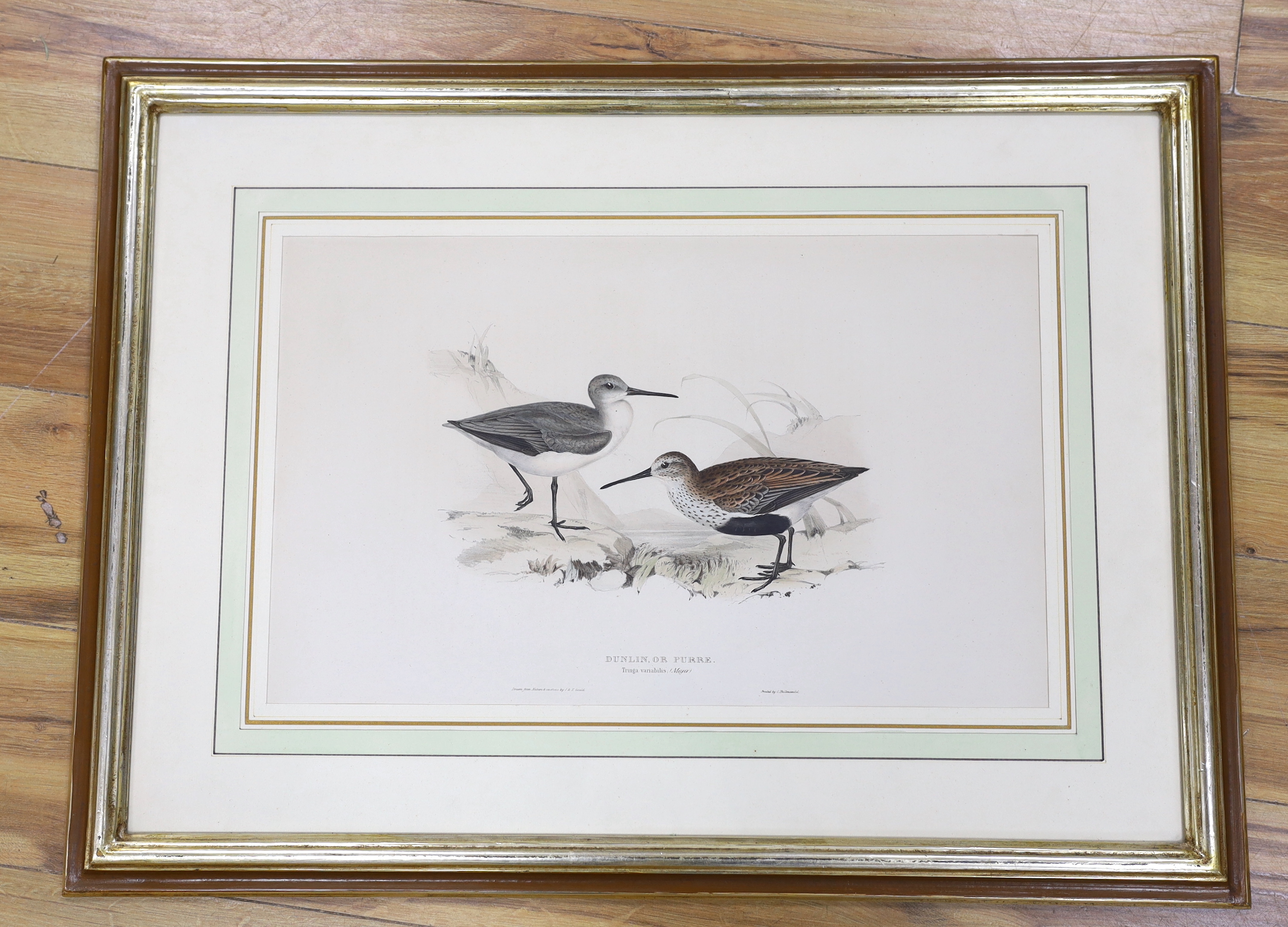After J and E Gould, colour lithograph, 'Dunlin, or Purre', published by G. Hullmandel, 32 x 51cm